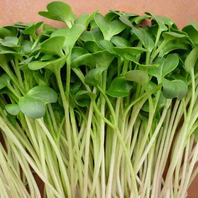 Hạt giống củ cải trắng 50g/túi giá rẻ