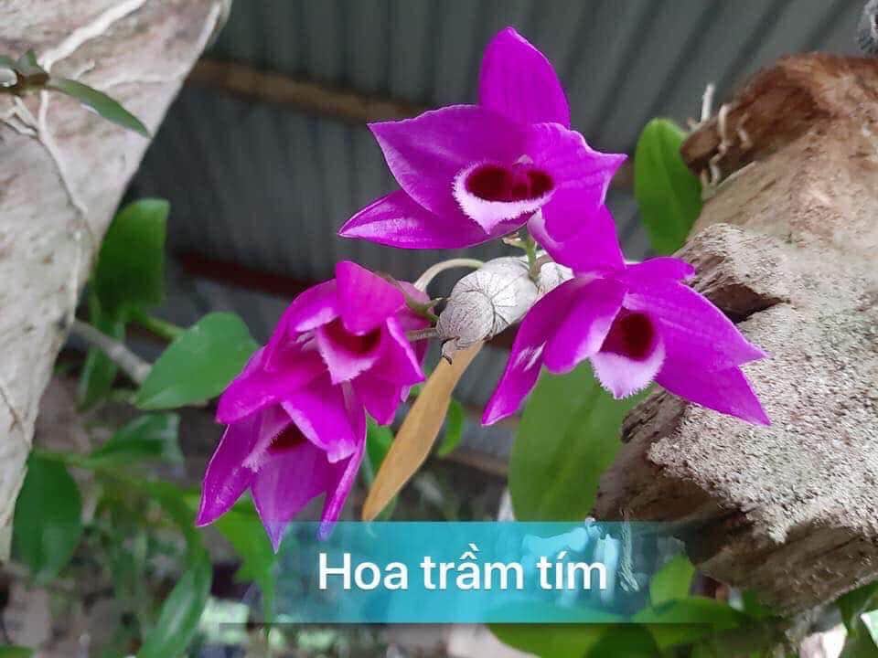 Bảng Lan Trầm Tím Rừng đã thuần