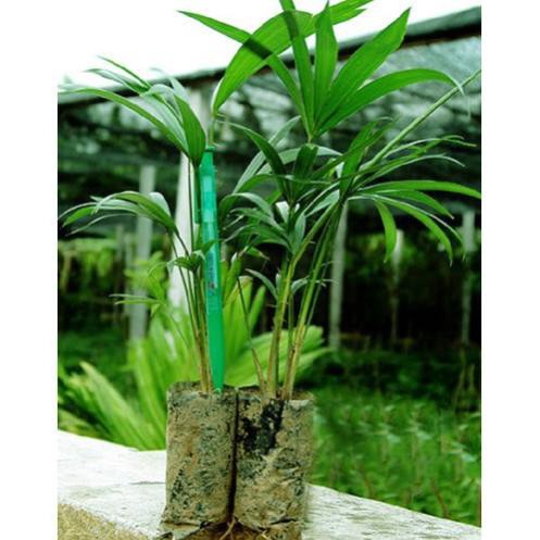 CÂY GIỐNG MÂY THÁI,SIÊU QUẢ SIÊU NGON, SIÊU KINH TẾ
