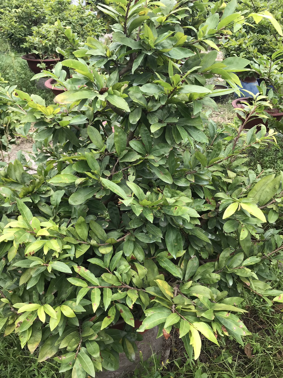 Phân bón Đạm Cá Hồi Can 5 lít