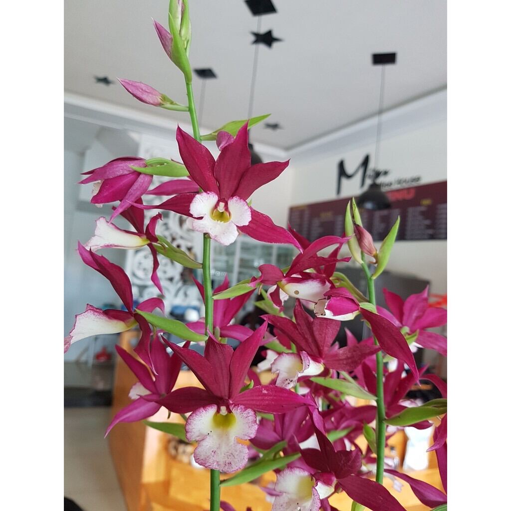 Địa Lan hạc đỉnh (1 củ)
