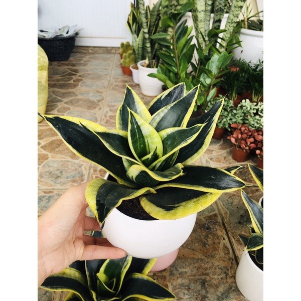Cây LưỡI Hổ TháI Mini Size Để BàN ( LưỡI Hổ TháI LùN)