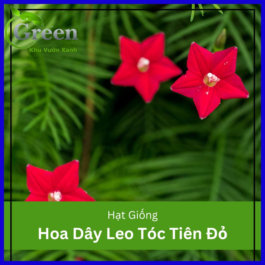 Hạt giống hoa dây leo tóc tiên đỏ (gói 20 hạt)