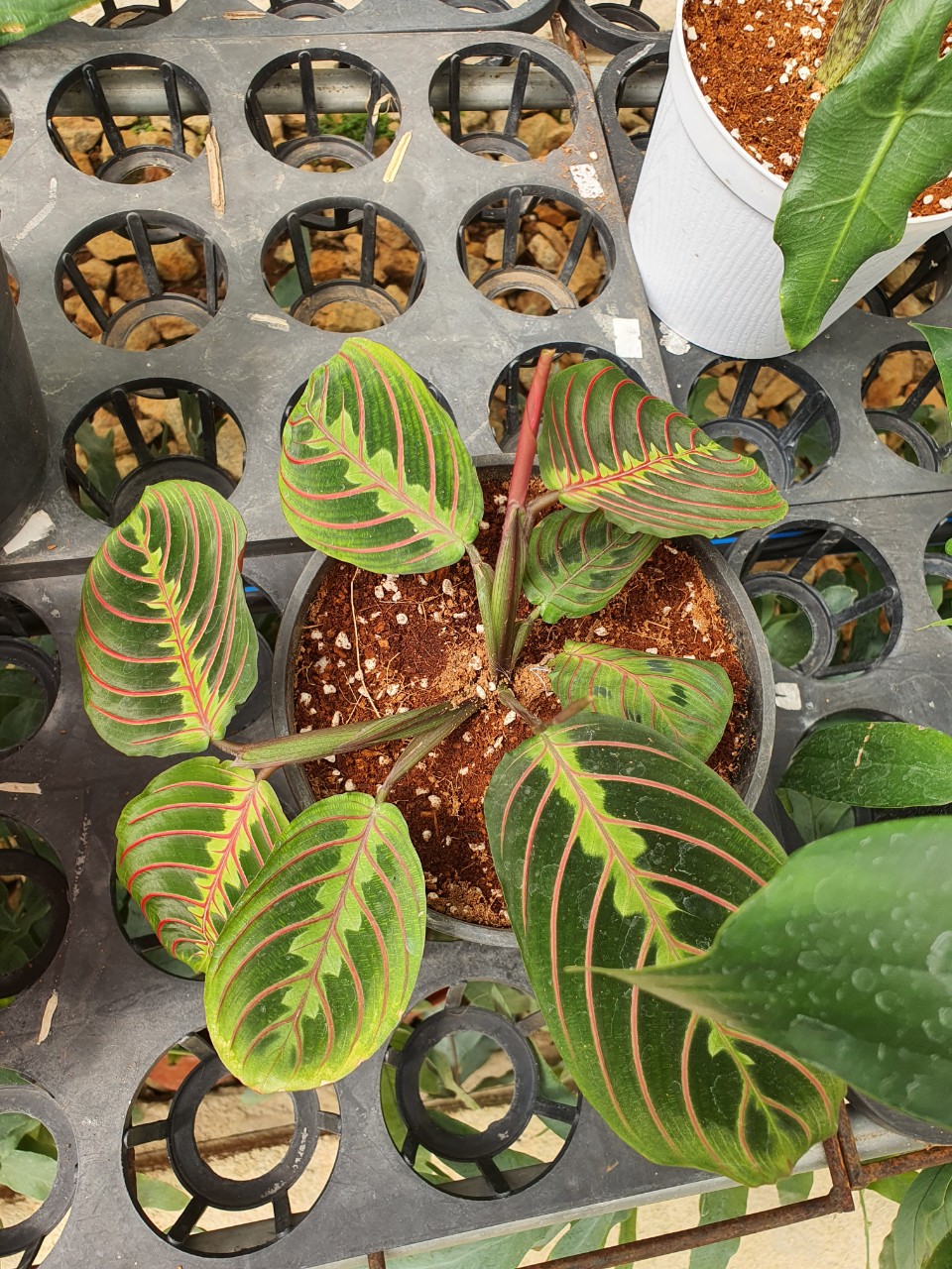 Công xương cá_ Calathea prayer.