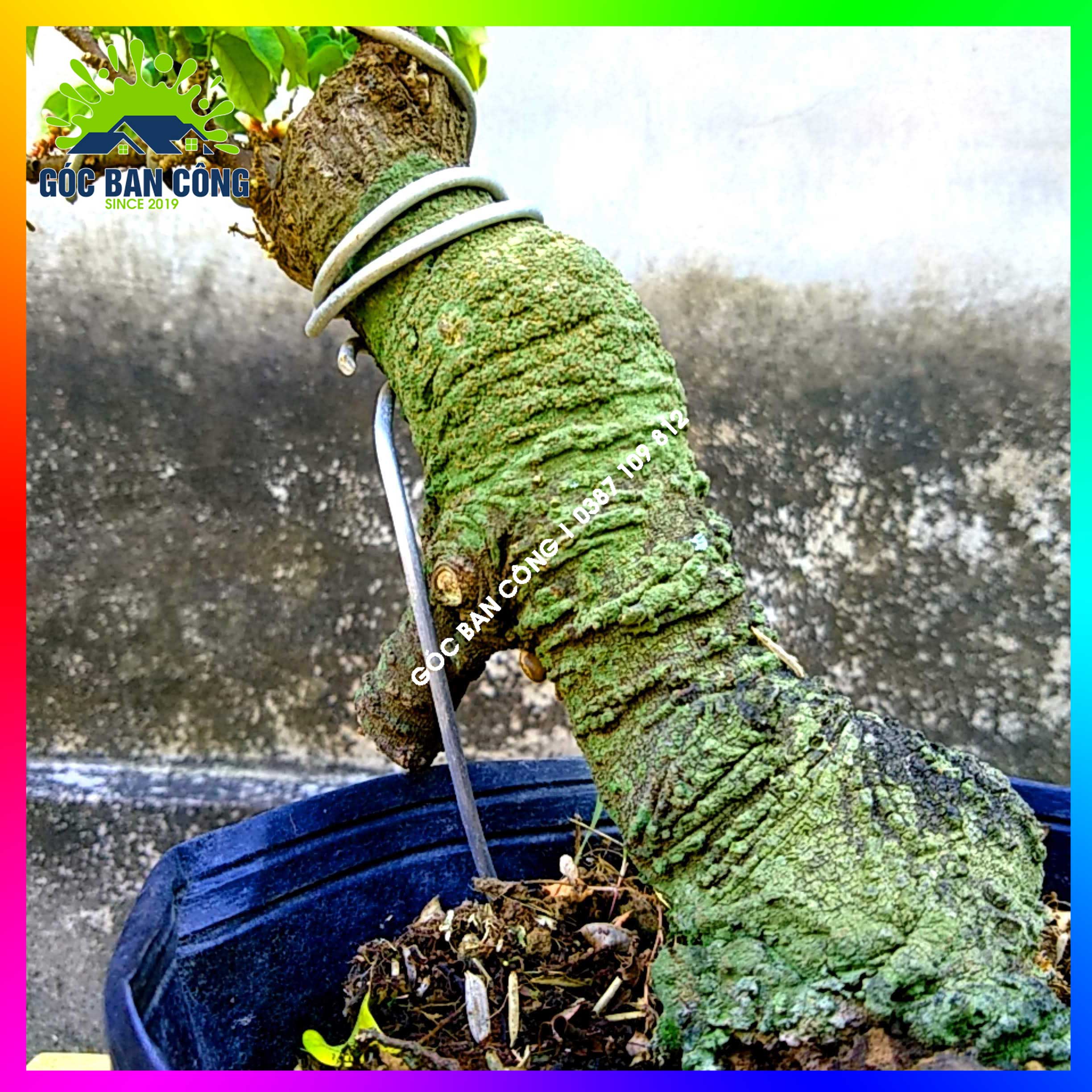 Cây Khế Bonsai Mini Gốc Quái - KBS12