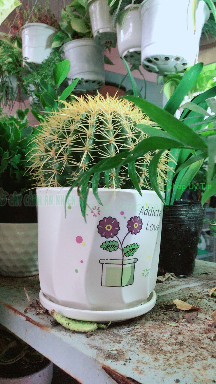 Chậu Xương Rồng Kim Hổ