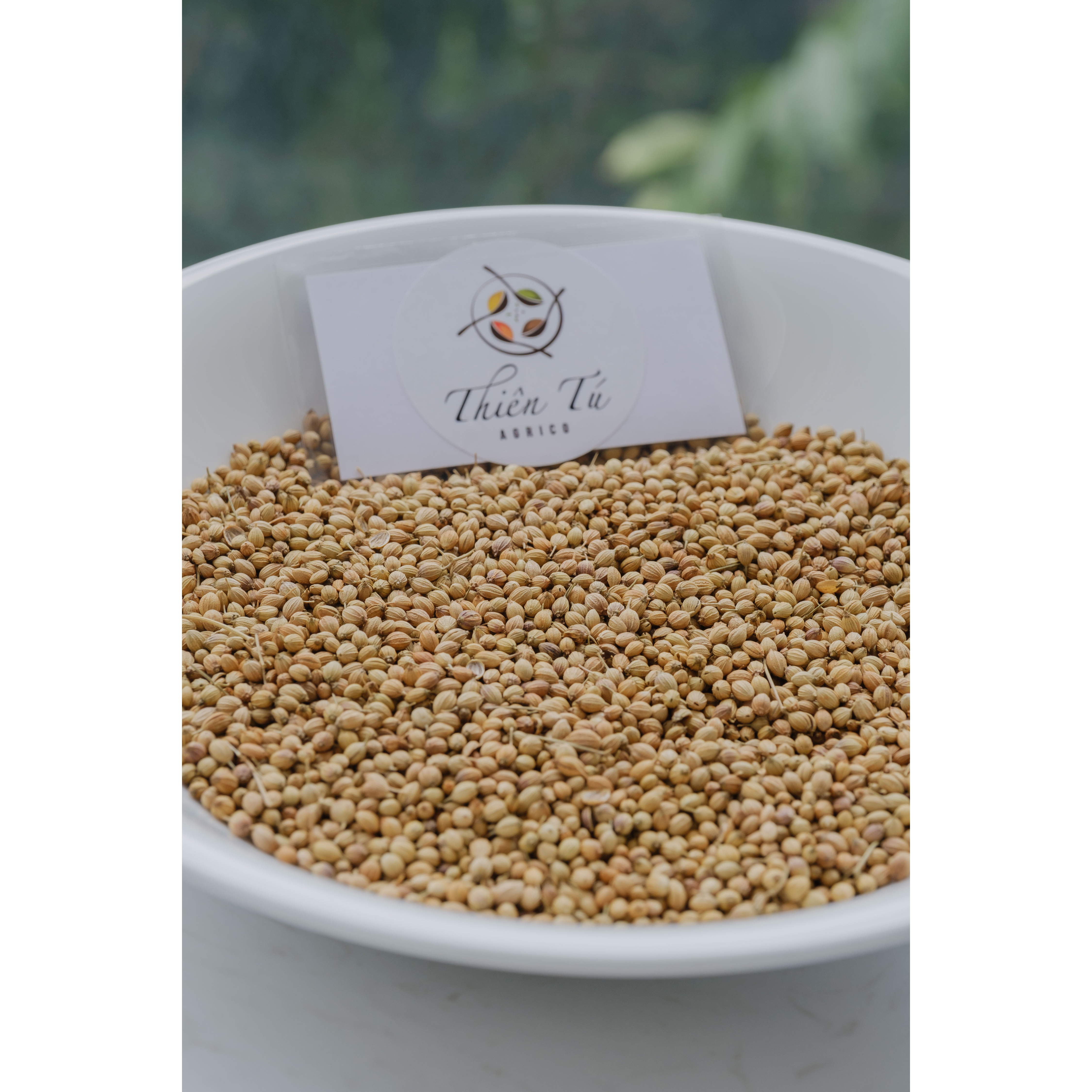 [HCM]GIA VỊ HẠT NGÒ LỚN - HẠT RAU MÙI 1KG