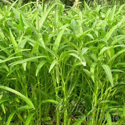 Gói 100gr hạt giống rau muống lá tre