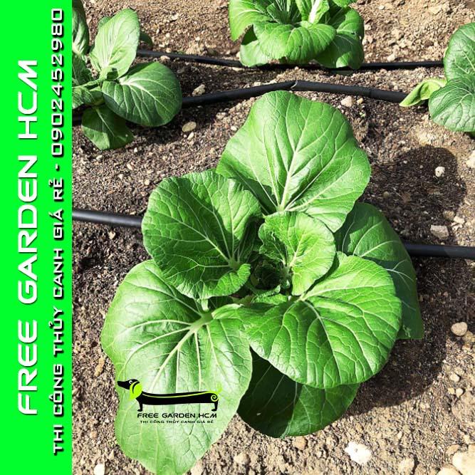 COMBO 100 HẠT GIỐNG CẢI JOI CHOI - JOHNNYSEEDS