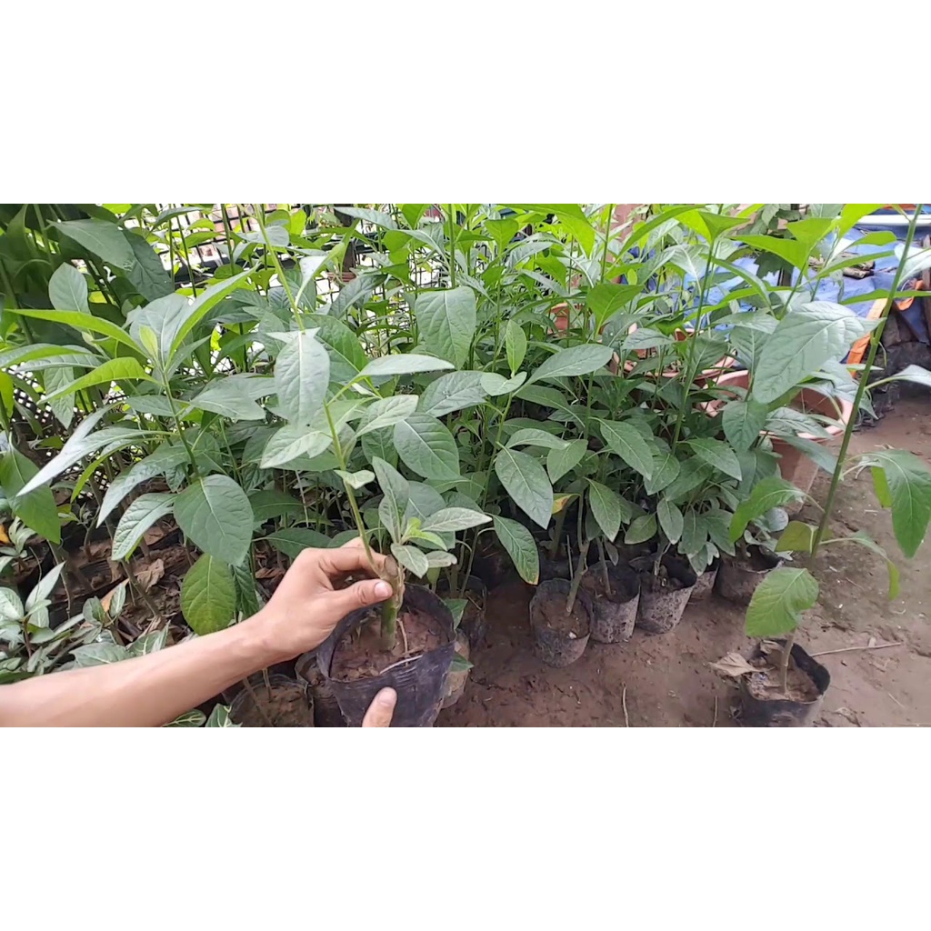 cây giống cây mật gấu (cây lá đắng)