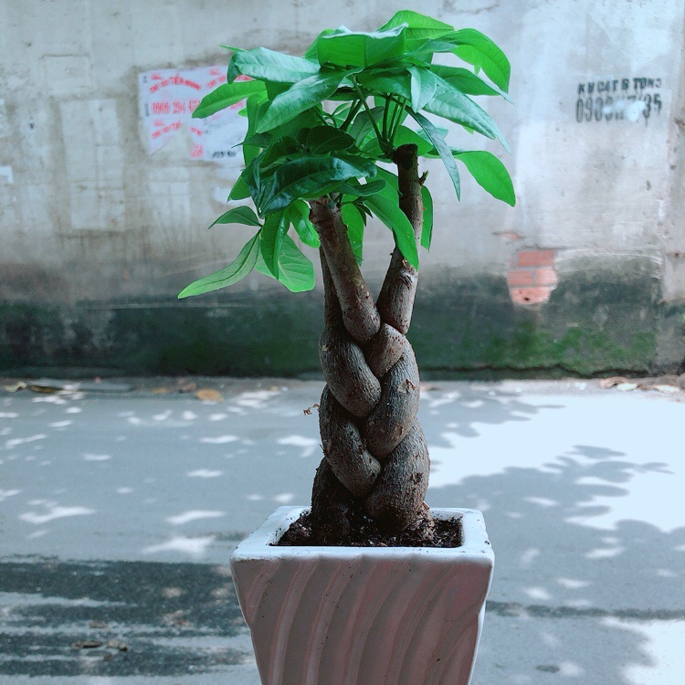 Chậu kim ngân thắt bính 3 thân
