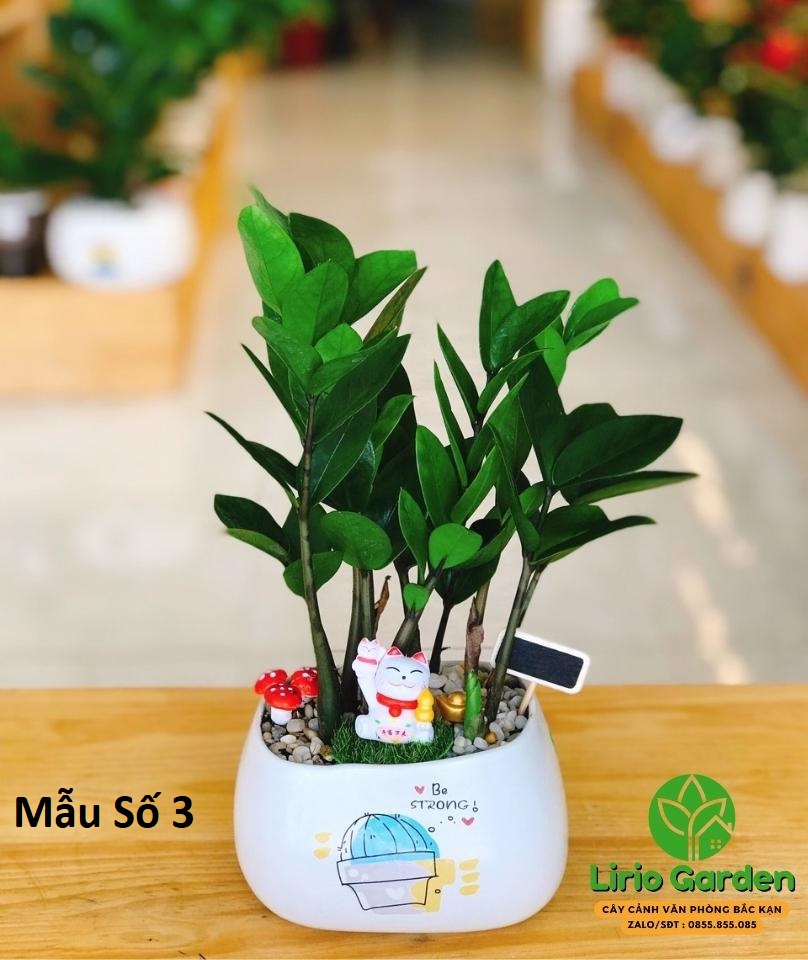[ Quà Tặng Kèm ] Cây kim tiền