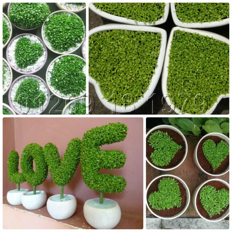 Hạt giống cây cỏ may mắn
