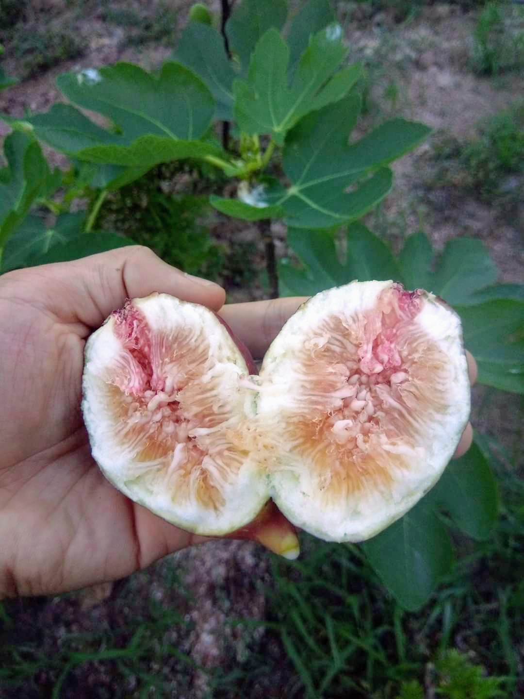 Cây giống Sung Mỹ giống Brown Turkey - Hàng giâm cành, giống chuẩn