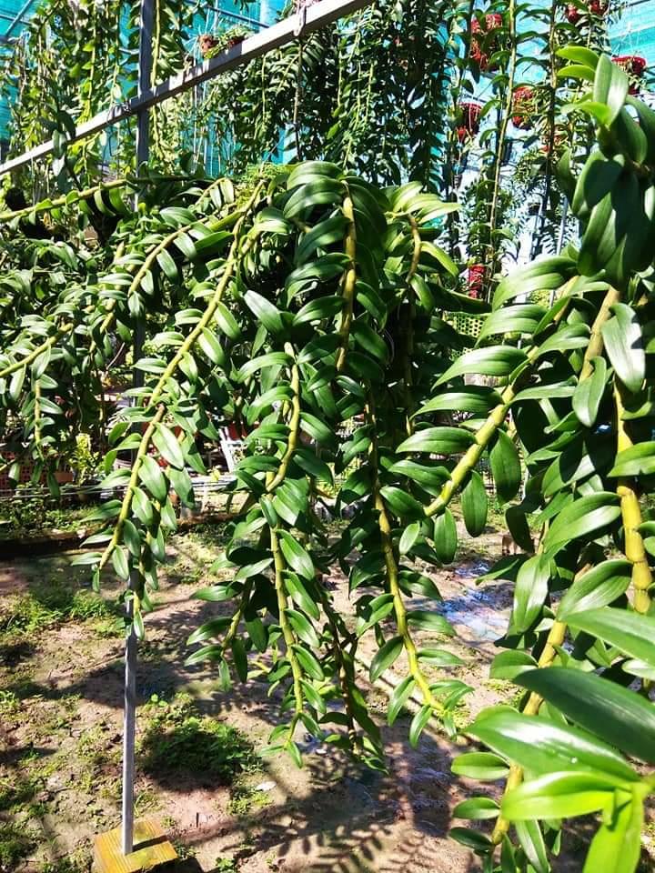 [HCM]Lan Giống Kie Nù Lai Châu