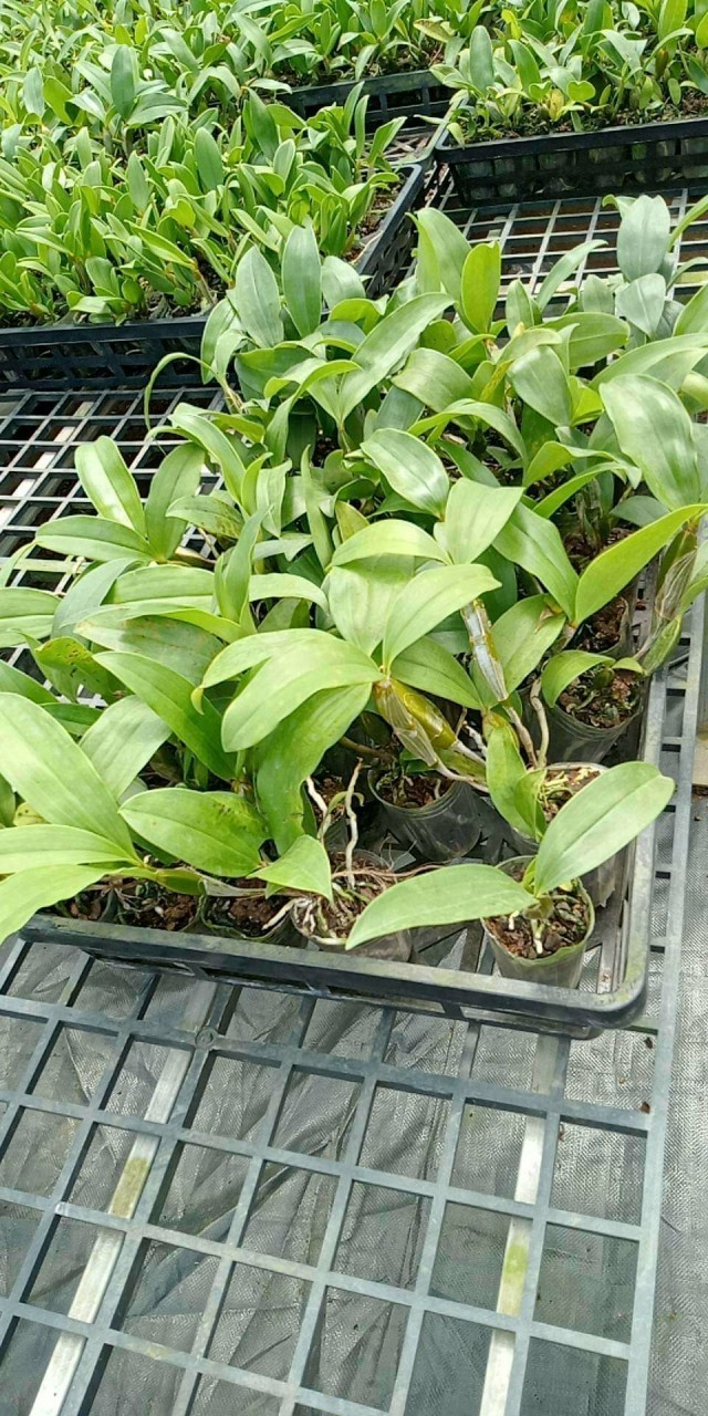 Hoa lan Kiều mỡ gà hoa thơm, cây giống nhỏ (hoa lan thủy tiên vàng)