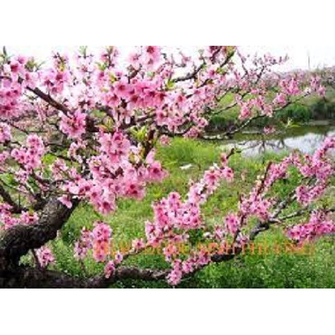 cây đào phải cổ mộc châu (đào hoa) - cây giống