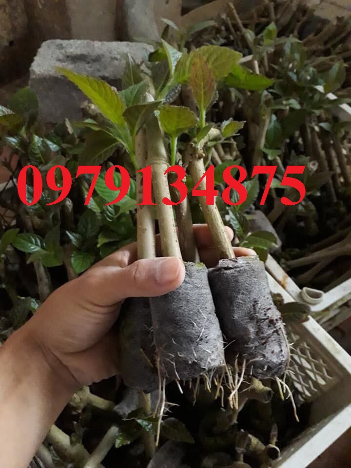 Combo 40 Cây Chè Khổng Lồ Cho Chăn Nuôi
