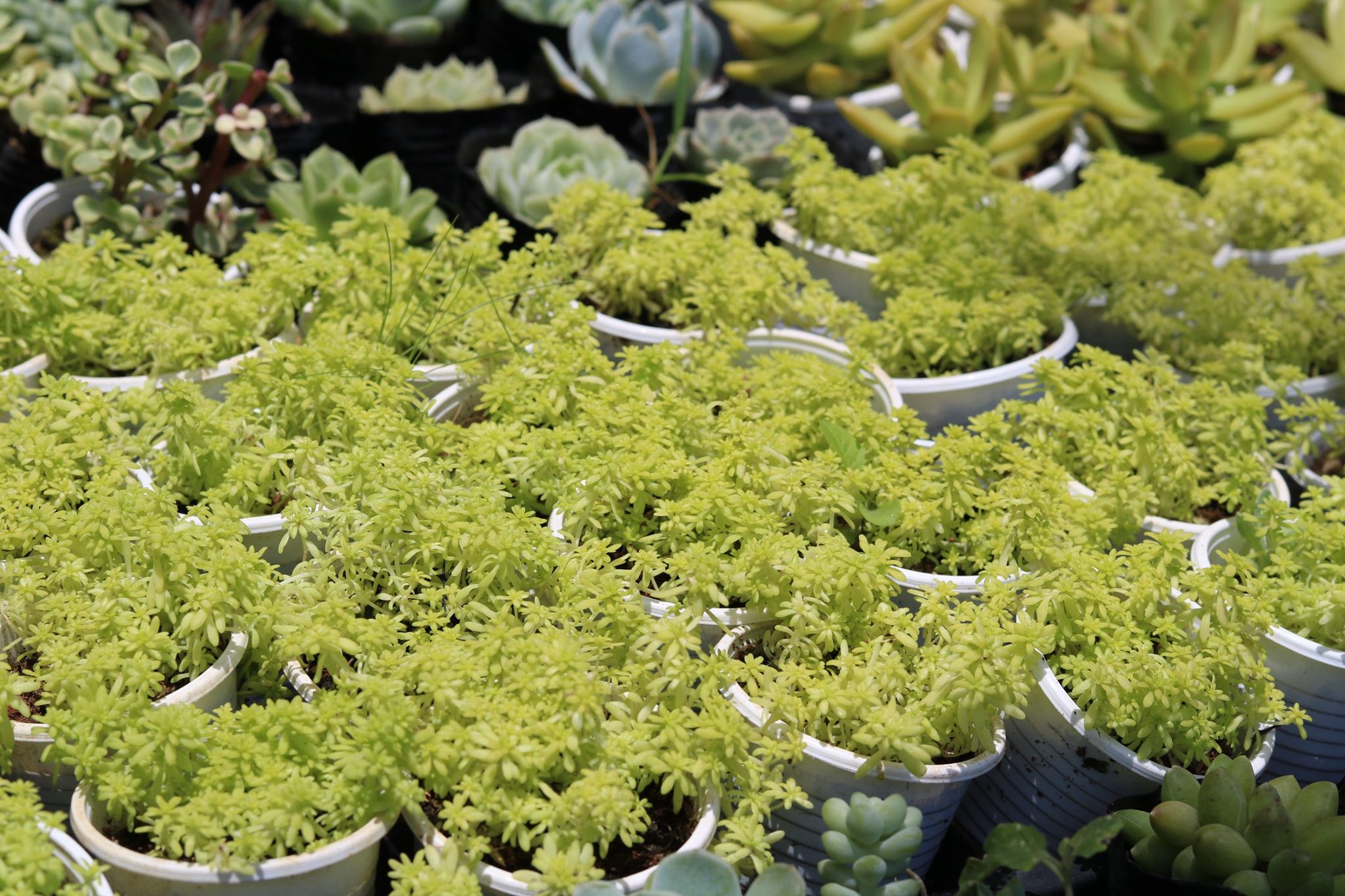 Sen đá sedum vàng/dạ quang