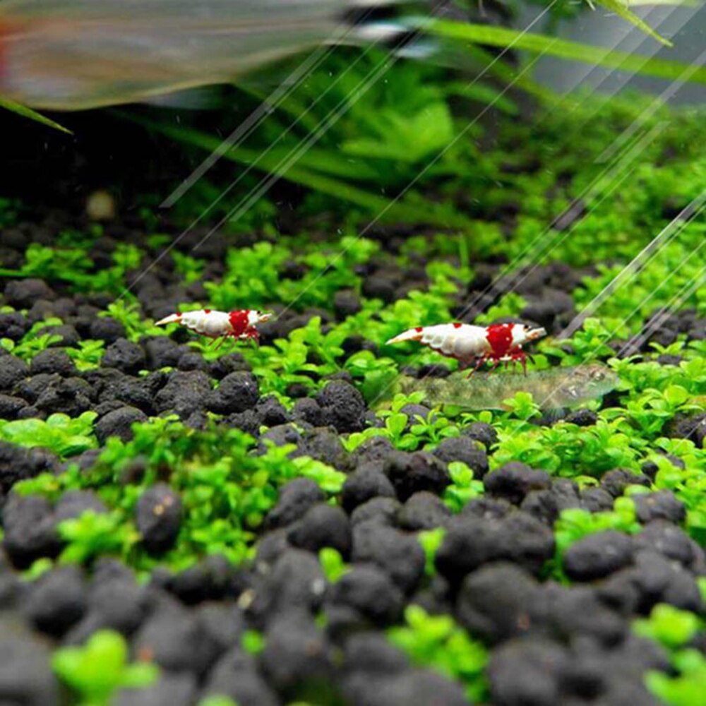 Hạt trân châu ngọc trai lá nhỏ