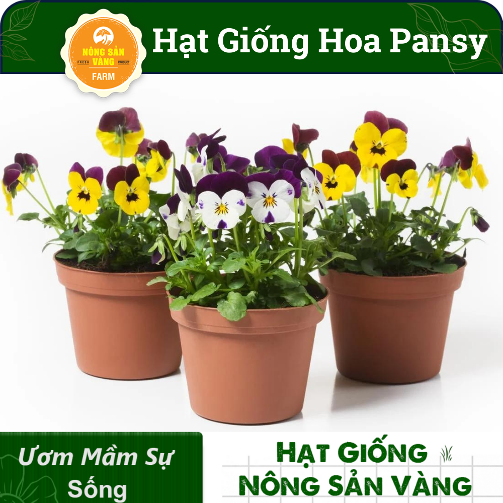 Pansy flower seeds multi-colored (pack 15 seeds) mix