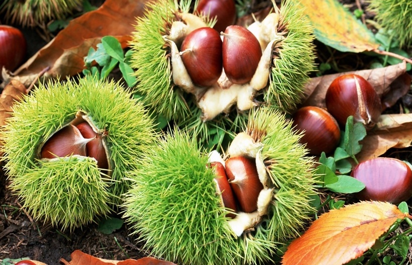 1kg hạt dẻ nếp tươi sapa (vừa vừa)