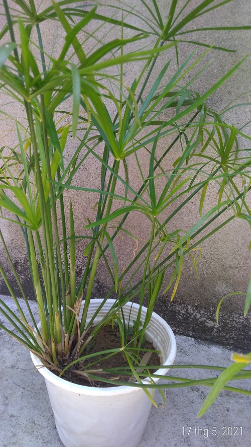 Cây thủy trúc - Cây thủy sinh (1 cây con cao khoảng 20 - 30 cm)