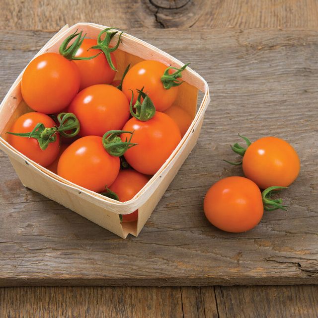 Hũ 10 hạt giống cà chua trái cây vàng cam clementine giống hữu cơ jonny seed mỹ