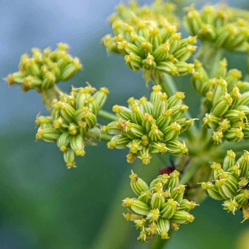 [HCM]BỘ 5GÓI 50h Hạt Giống Cần Núi Lovage (B3.204| C26*X42)
