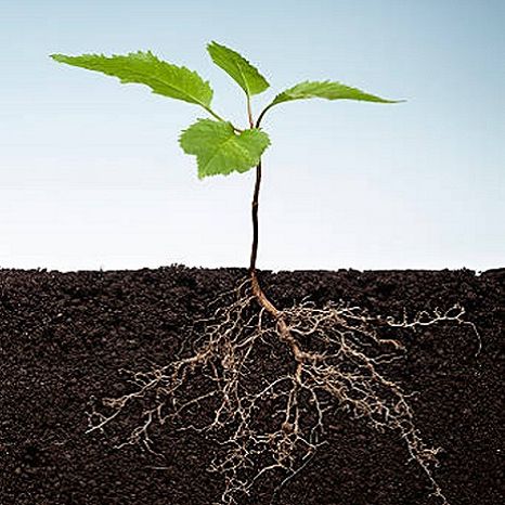 Phân Bón Ra Rễ Grow Root 100gr, (kích thích ra rễ cực nhanh)