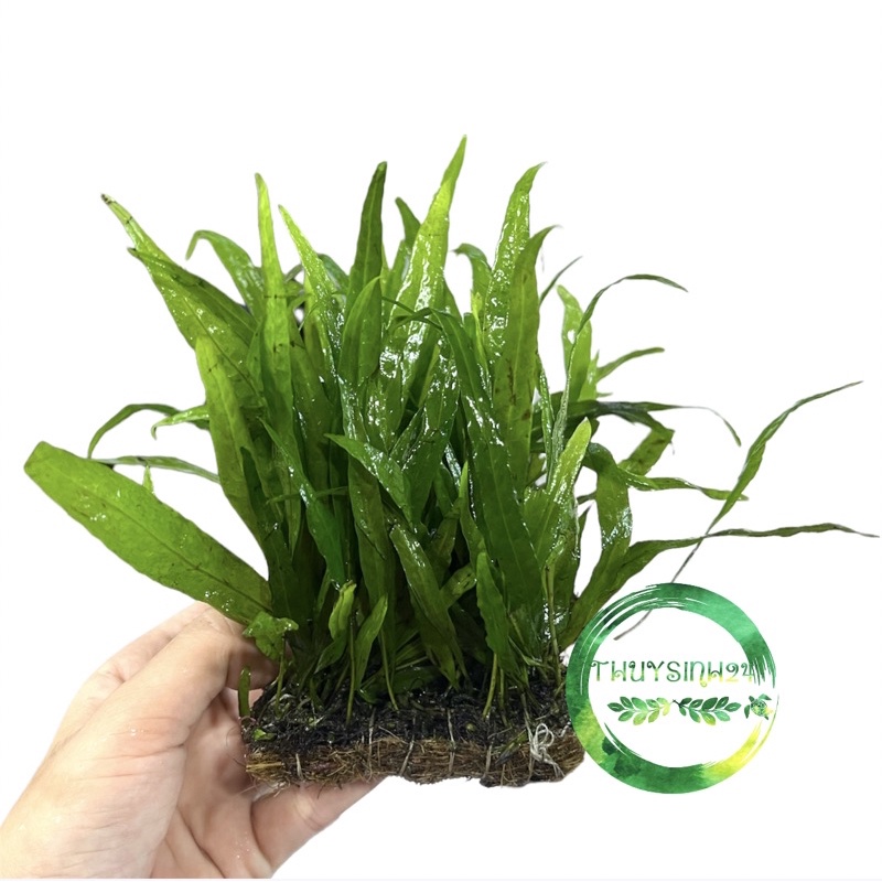 [Mã PET20K giảm 20K đơn 250K] Dương xỉ lá hẹp - dương xỉ miếng - cây thủy sinh dễ trồng , dán đá lũa