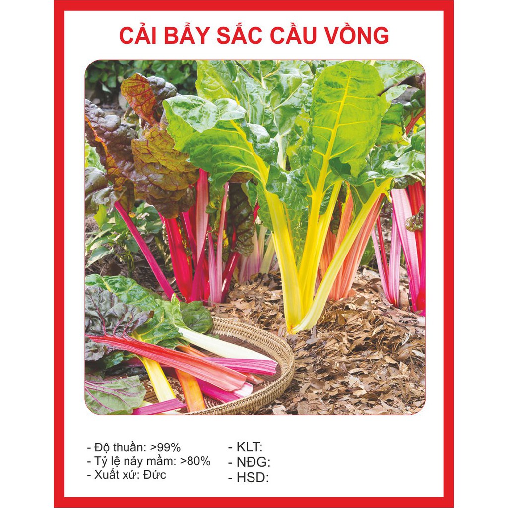 Hạt Giống Cải Bảy Sắc Cầu Vồng 50 Hạt