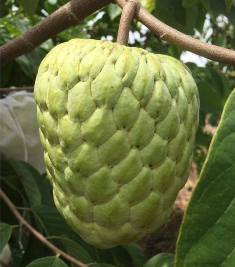 Cây na thái ( mãng cầu na thái)