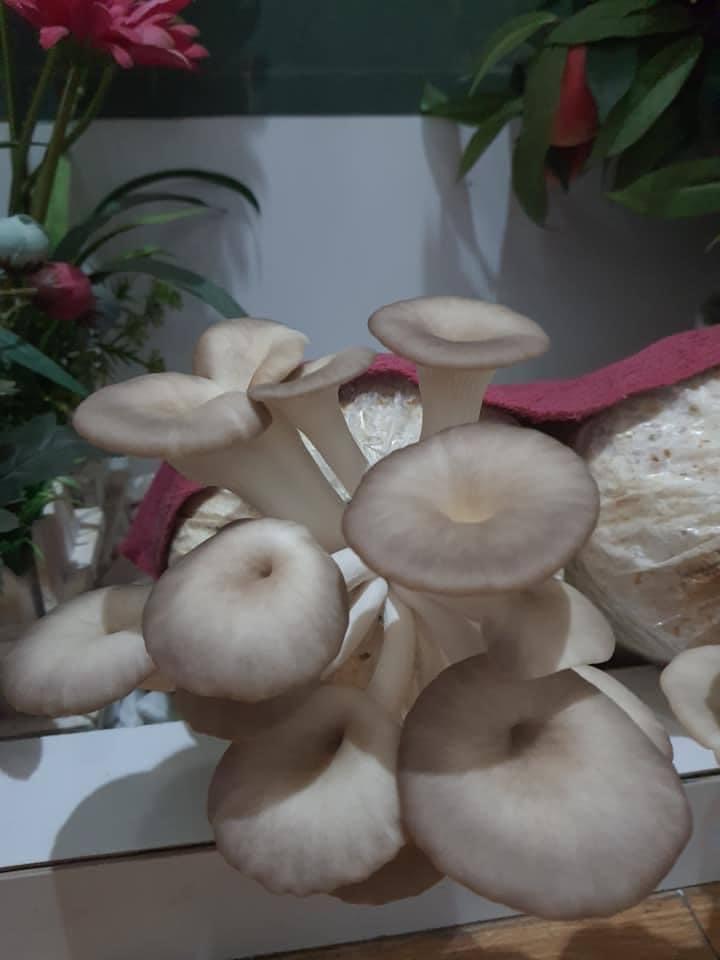 Phôi nấm Bào ngư (Kiện 14 bịch)