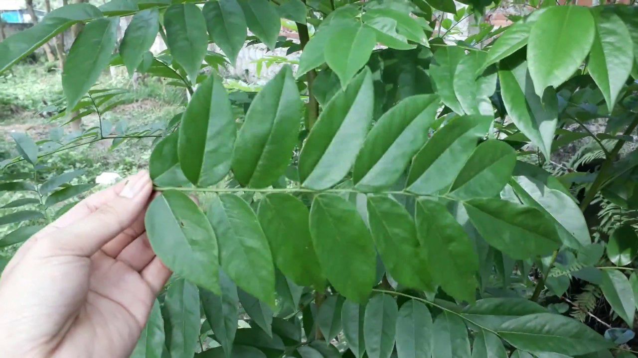 1kg hạt giống gỗ sưa đỏ ( bao nảy mầm)