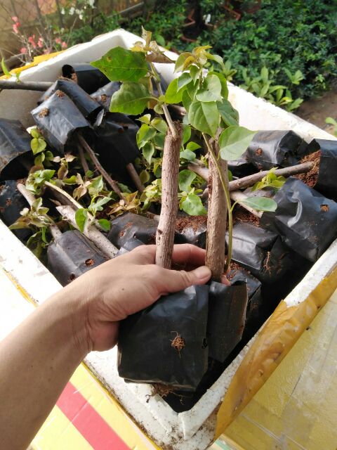 5 Cây hoa giấy giống các màu