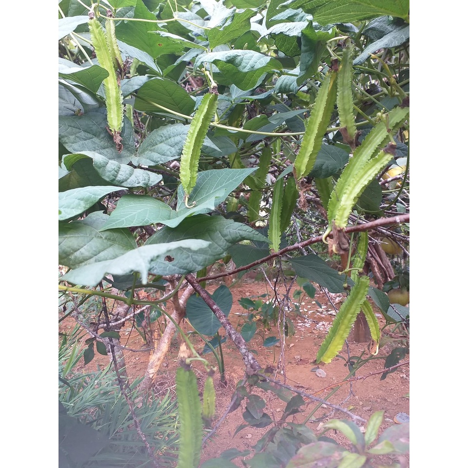 Hạt giống Đậu Rồng / Đỗ Khế cao sản ( Dễ trồng, quả sai chi chít, ra quả quanh năm, ăn giòn ngon, nhiều dinh dưỡng ) )