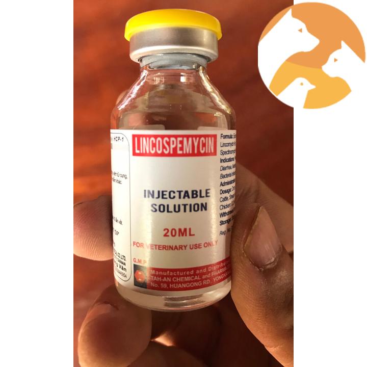 Lincospemycin [20 ml] Thuốc gà đá Đài Loan khò khè, khọt khẹt