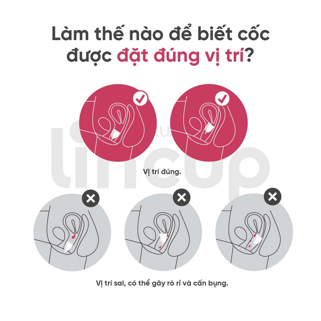 Cốc nguyệt san Lincup mới nhất