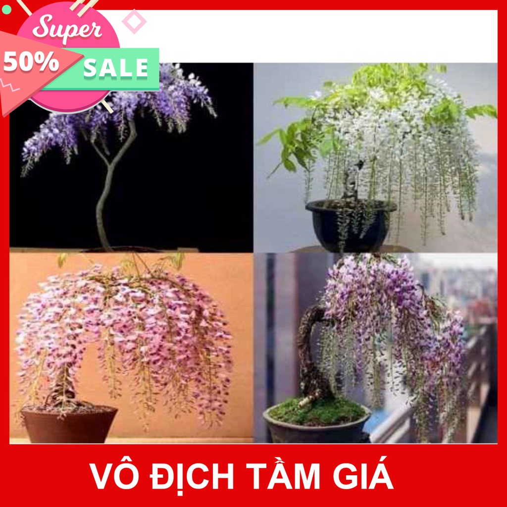 Giống Chuẩn (GIÁ SỈ) CÂY GIỐNG HOA TỬ ĐẰNG