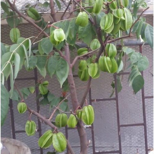 Cây khế ngọt+ tặng ( 0,5kg) phân thỏ hữu cơ