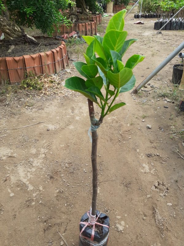 Cây mít ruột đỏ sơ đỏ cho trái sau 12 tháng (ảnh thật)