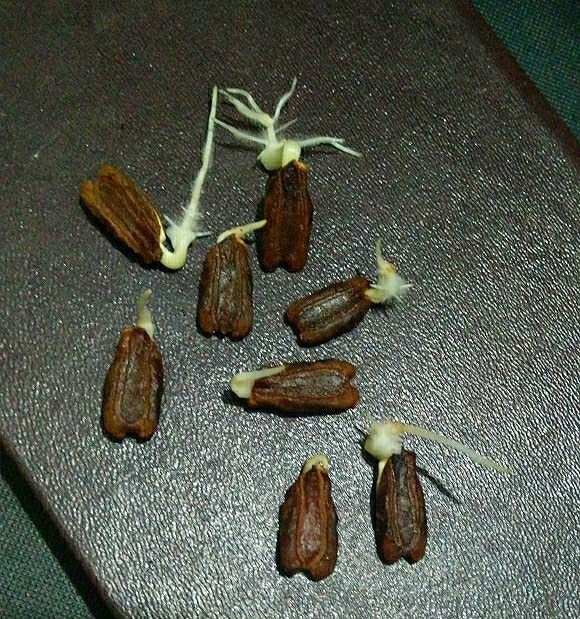 hạt giống bầu hồ lô giống to (100 hạt)
