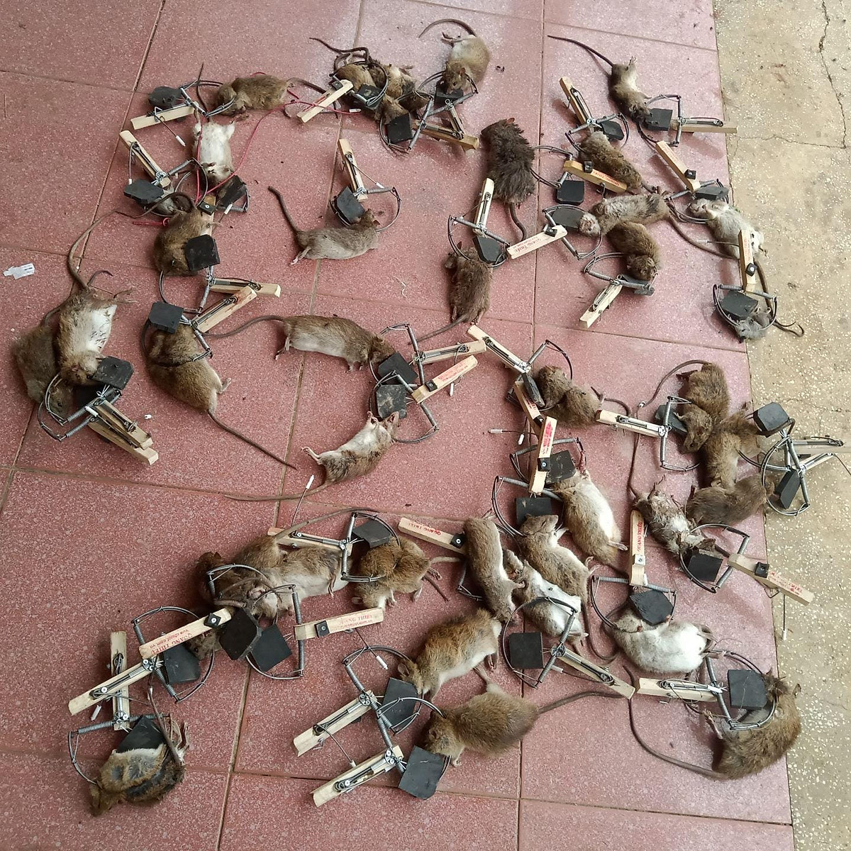 BẪY DIỆT CHUỘT - BẪY BÁN NGUYỆT