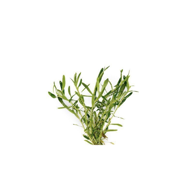 c - Cây Tiểu Trúc Diệp/Cỏ Sao(Lá Cạn/Lá Nước) - Cây Thuỷ Sinh