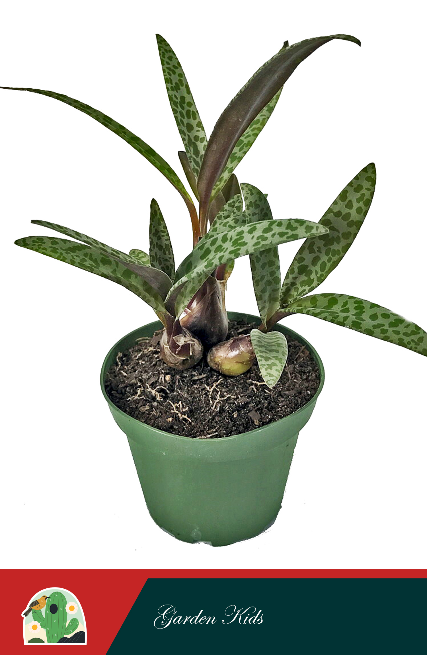 Sen đá hồ lô (Silver Squill)