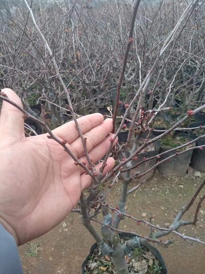cây mai đỏ chơi tết đang nụ