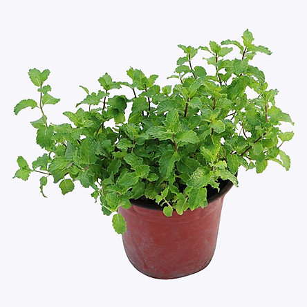 Hạt giống rau húng bạc hà - gói 0,5 gam