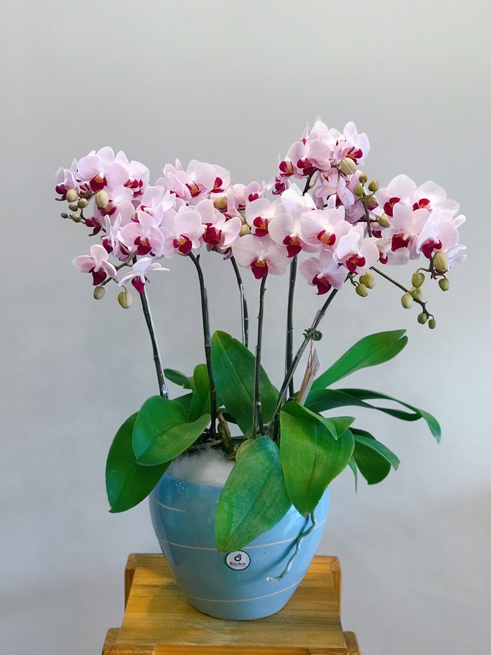 Lan Hồ Điệp 5