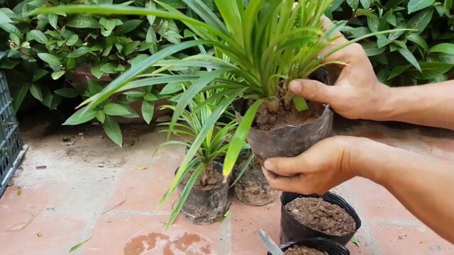 Cây lá nếp ( lá dứa thơm)